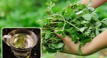 How to Make Purslane Tea | purslane tea benefits – Health Tips