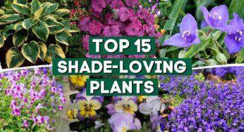 15 Shade-Loving Plants That Are Perfect For Your Garden! 👌🌿💚 // PlantDo Home & Garden