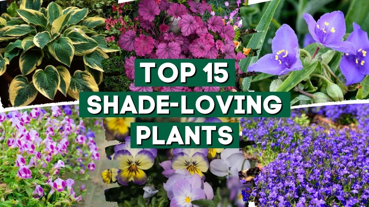 15 Shade-Loving Plants That Are Perfect For Your Garden! 👌🌿💚 // PlantDo Home & Garden